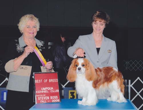 Cavalier King Charles Spaniels - Beckwith Cavaliers - There's Only One - Best of Breed
